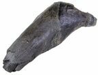 Fossil Sperm Whale Tooth - South Carolina #63559-2